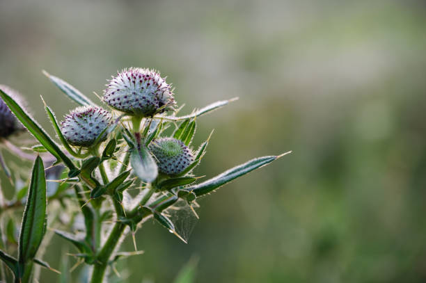 A close-up of spiky thistle buds bathed in sunlight, highlighting their textured surfaces and greenish hues. The soft, blurred background enhances the focus on the intricate details of the buds and surrounding leaves.