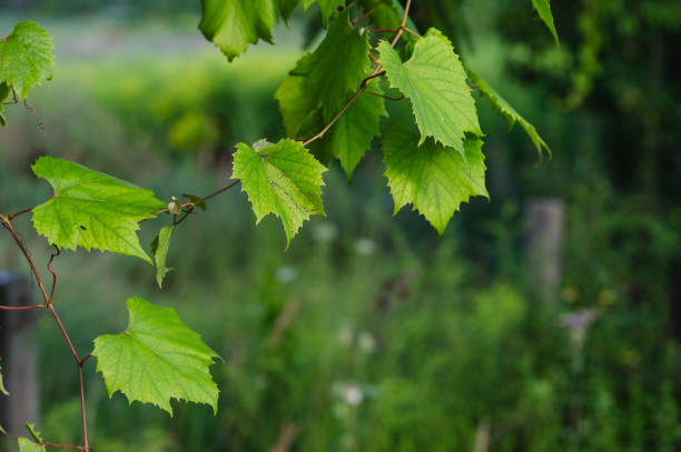 istock close-up of green grapevine leaves 2169333483
