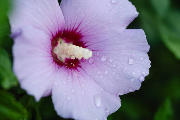 A close-up of a delicate pink flower adorned with raindrops, highlighting the texture and color of the petals. The soft focus background contrasts with the vivid details of the flower, emphasizing its natural beauty.