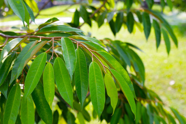 istock Durian tree in the garden 2169338675