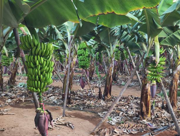 istock Banana plantation in Gran Canaria 2169341681