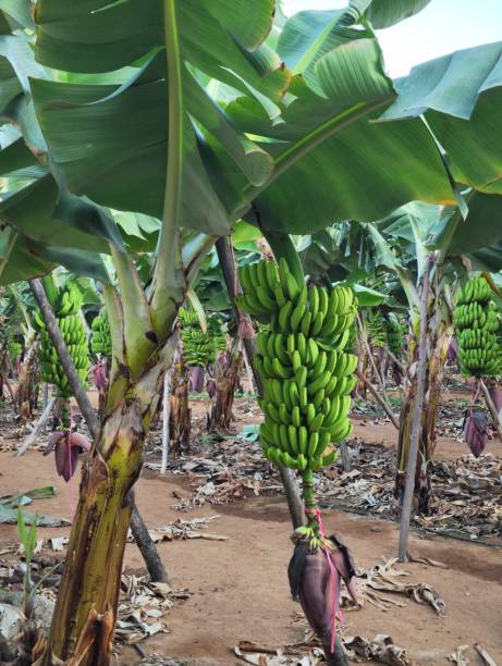 istock Banana plantation in Gran Canaria 2169341683