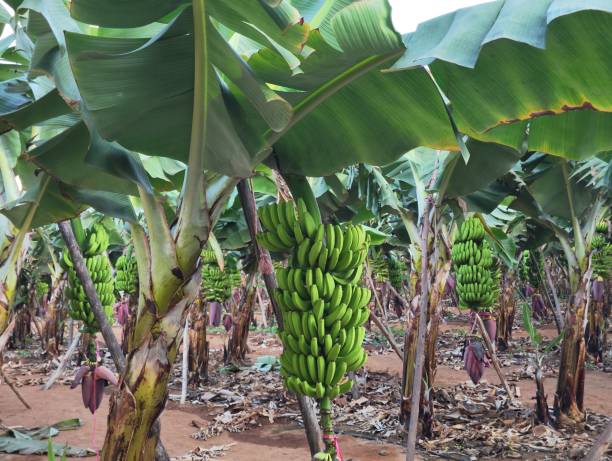 istock Banana plantation in Gran Canaria 2169341686