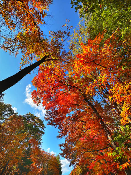 istock Sky view of Autumn color 2169342010