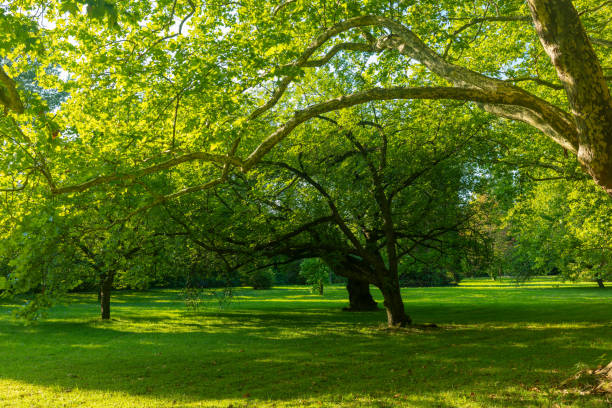 istock large tree with a green canopy is in a grassy field 2169342058