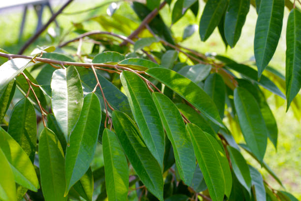 istock Durian tree in the garden 2169343104