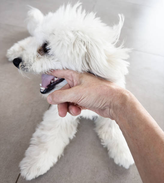 istock Maltese dog plays biting the owner's hand 2169343820