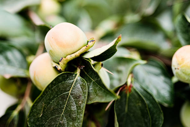 Unripe, yellow persimmon fruit growing in a persimmon tree with lush, dark green leaves in the summer in Puglia, Italy. Other parts of the beautiful foliage blurred out with a beautiful bokeh in the background.