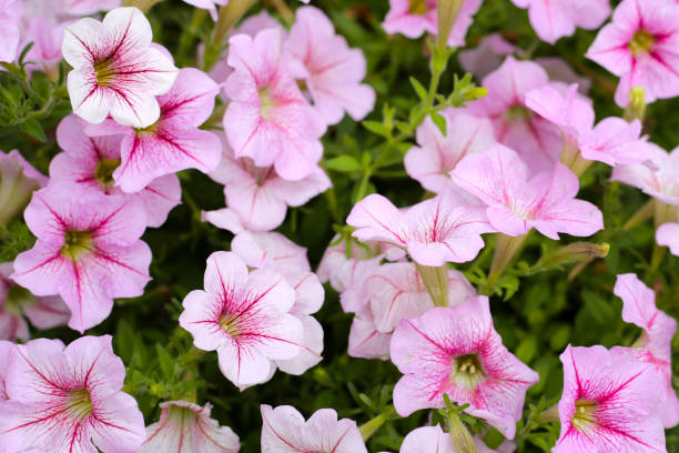 istock Blooming pink and white surfinia flowers 2169345664