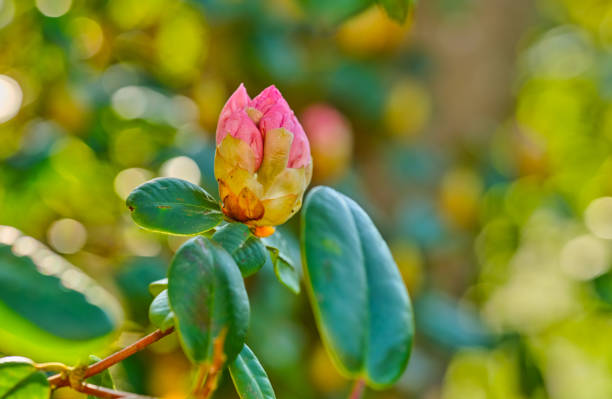 A series of photos of rhododendron in garden