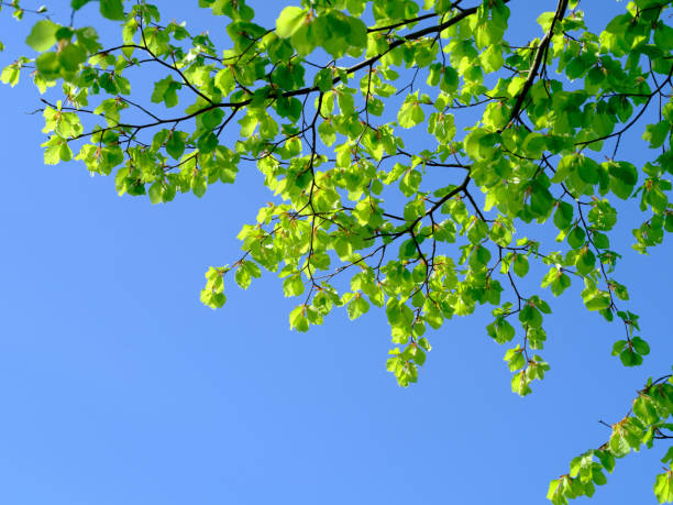 Green leaves. A very sharp and detailed photo made by  a Medium Format camera of the famous saturated Danish forest in springtime