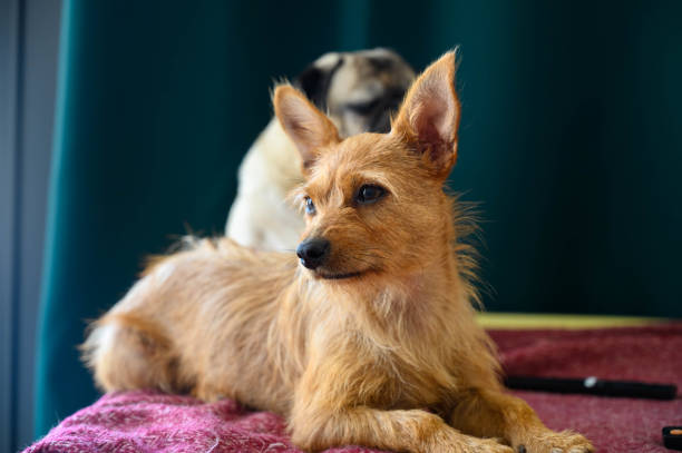 A red-haired dog lies at home on a sofa