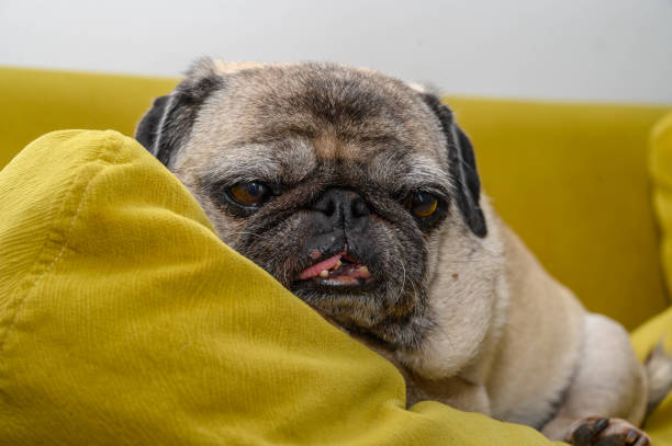 istock old pug lying on the pillow 2169347092