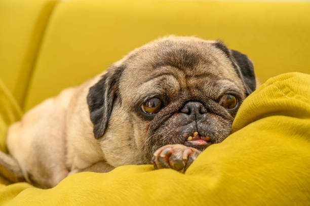 istock The pug is waiting for a treat. 2169347158