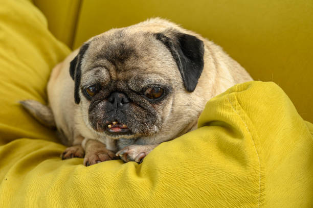 istock Cute old pug lies and sleeps 2169347163