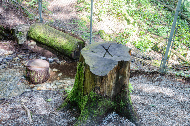 Moss covered Stump of a large old tree with 'X' inscribed