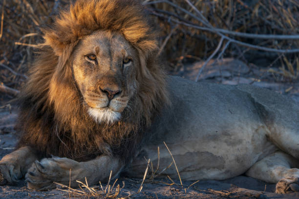 istock Solitary male lion 2169349378