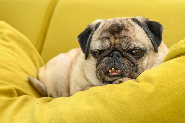 istock funny old pug lying on the sofa 2169351959