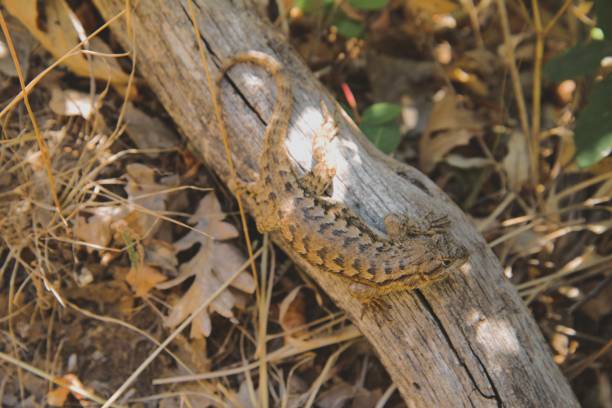 Close up top down view of lizard, Western Fence Lizard (Sceloporus occidentalis), perched on bleached branch resting on the forest floor in dappled light. Taken while hiking on the Weldon Wagon Road trail, which winds through an open meadows and oak woodland, north of the Columbia River Gorge near the town of Husum, WA.
