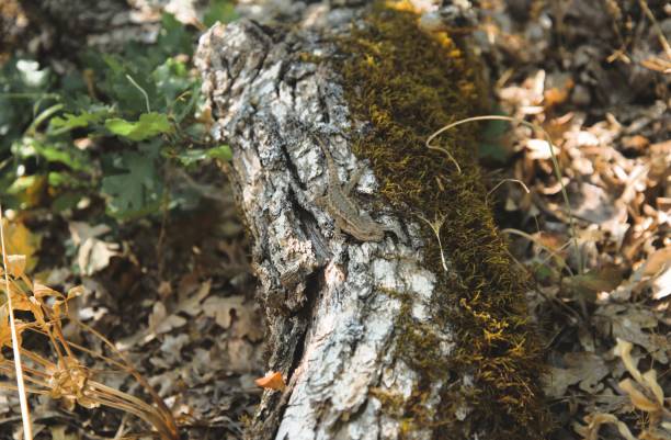 Close up side view of lizard, Western Fence Lizard (Sceloporus occidentalis), perched on bleached branch resting on the forest floor in dappled light. Taken while hiking on the Weldon Wagon Road trail, which winds through an open meadows and oak woodland, north of the Columbia River Gorge near the town of Husum, WA.