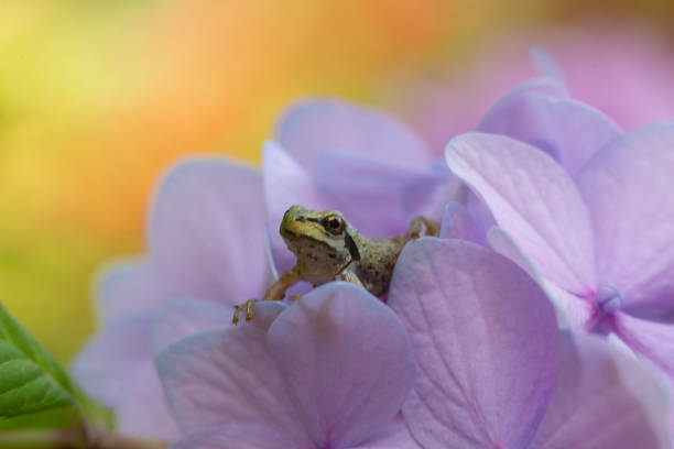 istock A tiny Pacific chorus frog is nestled in a pastel purple hydrangea in summertime 2169355162
