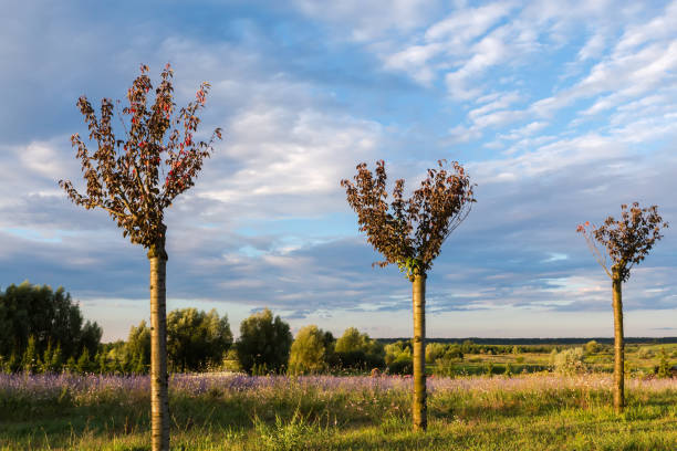 Trimmed cherry blossom trees in form of separate branches on tops of thick trunks against the distant other trees and sky with clouds before sunset