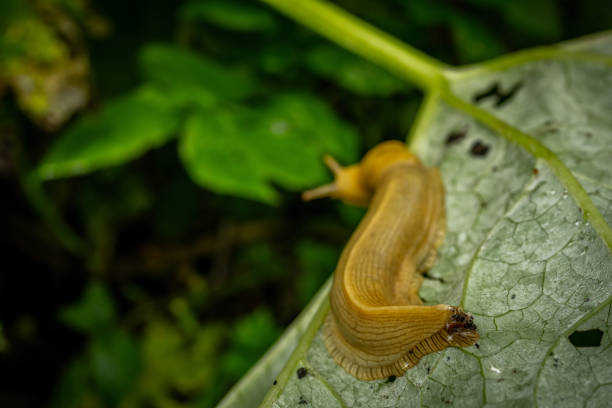 istock Tip Of Banana Slug Tail On Wet Leaf 2169357775