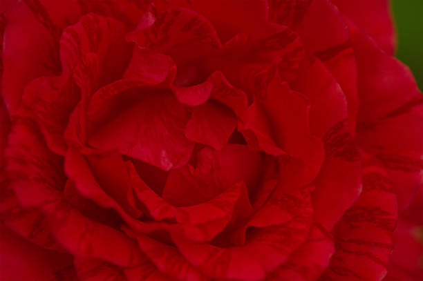 Red rose close-up as a background. A rose flower is blooming.