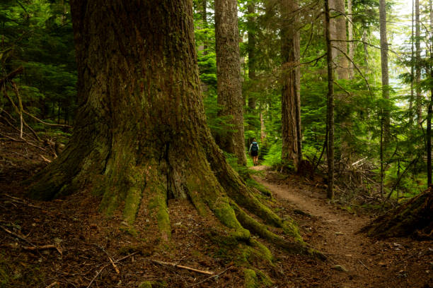 istock Backpacker HIkes The Wonderland Trail In Mount Rainier 2169359152