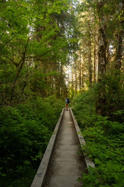 istock Backpacker Looks Back From Crossing Wooden Bridge Along Hoh River Trail 2169359178