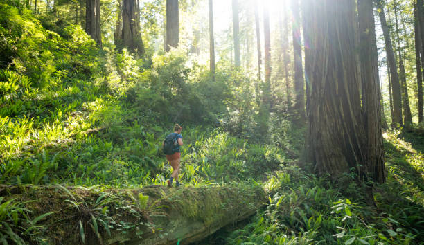 A mixed race senior couple explore the Pacific Northwest together on a day hiking trip. She is walking along a fallen log and he is holding her hand as he walks next to her on the ground. The shot is from behind.