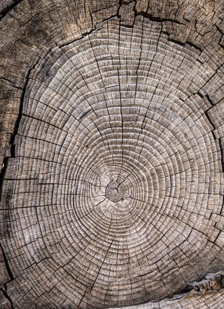 Tree rings texture of and old tree