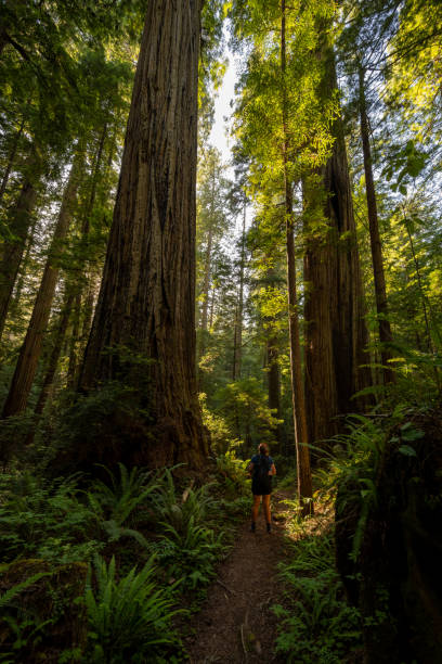 istock Towering Redwood Trees Over Athletic Woman 2169359280