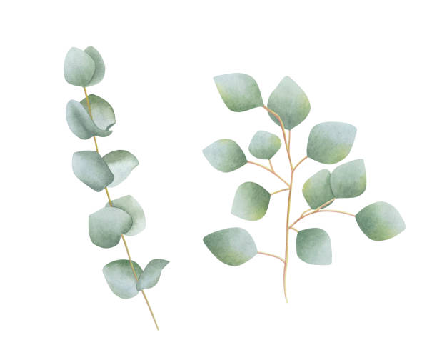 istock Set of eucalyptus branches isolated on white background. Hand drawn watercolor botanical illustration. For design, cards, invitations, congratulations, packaging, print, fabric, advertising 2169360679