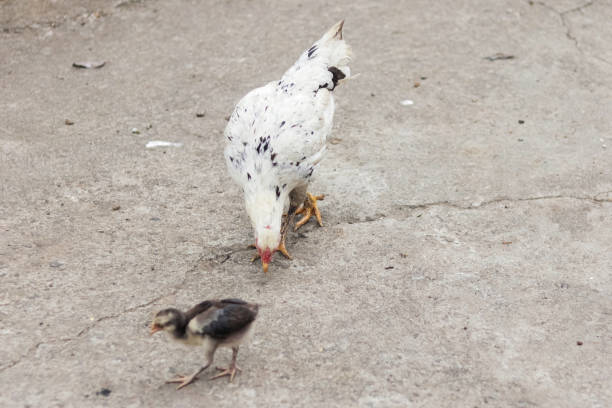 Kampung Chicken is a type of chicken that originates from Indonesia. Free-range chickens are usually left to roam. Free-range chickens eat rice and corn
