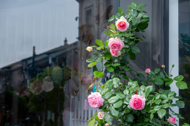 Rose flowers at the entrance of modern buildings in the new countryside