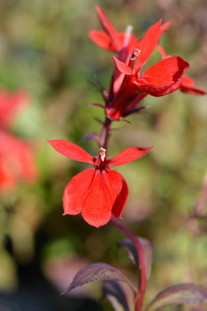 Lobelia Starship Scarlet red flowers - Latin name - Lobelia x speciosa Starship Scarlet