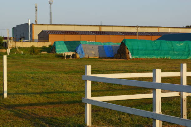 istock Horse in the paddock is fed 2169363690
