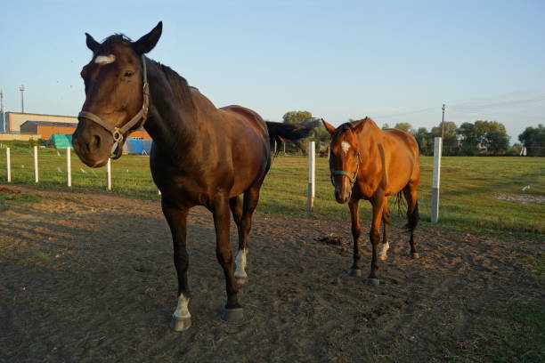 istock Horse in the paddock is fed 2169363693
