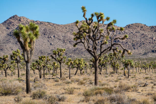 istock Trees in desert in front of mountains and blue sky 2169365046