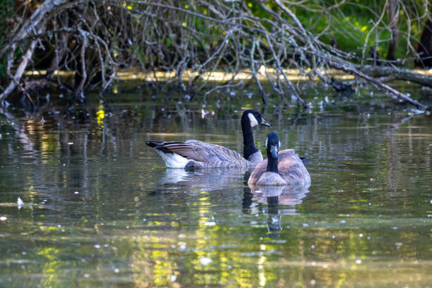 Two Canadian geese stretch their wings in tandem.