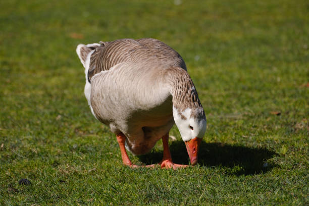 A brown female goose on grass in the morning sun.