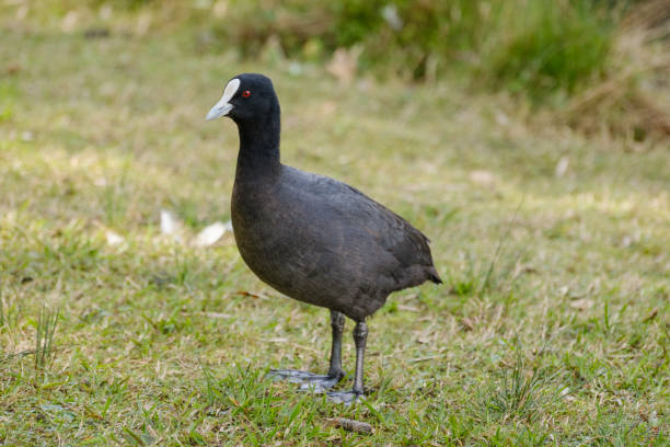 An Eurasian Coot, Fulica atra, standing on grass in the shade.