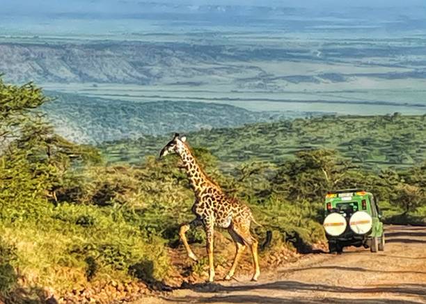 istock Giraffe in Tanzania 2169369261
