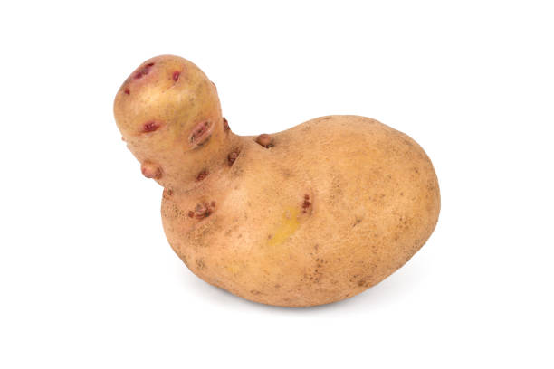 istock An unusually shaped potato tuber on a white background. 2169369266