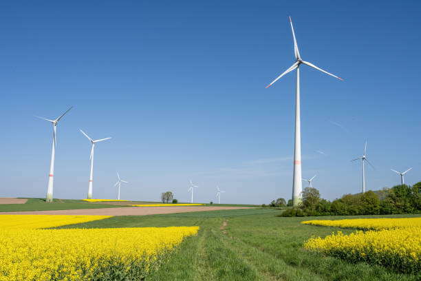 istock Yellow canola fields and wind turbines 2169370514