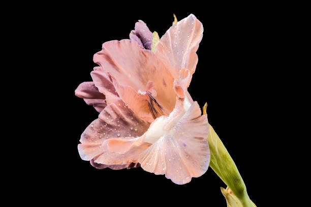 Beautiful Blooming gladiolus chocolate isolated on a black background. Flower head close-up.