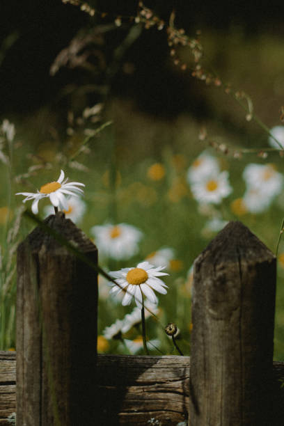 istock Daisies on a fence 2169372935