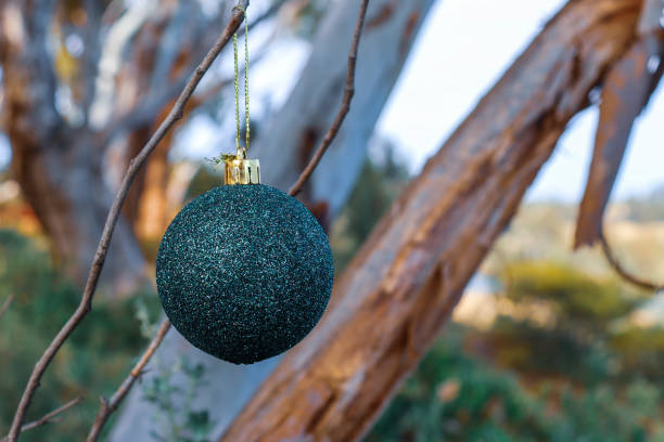 istock christmas tree bauble in australian bushland 2169373022