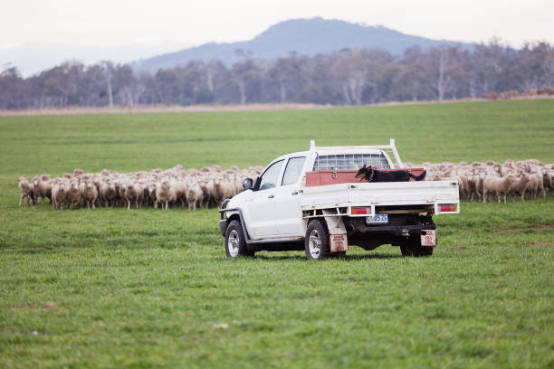Tasmania, Australia, July 18, 2013: Sheep in a paddock on a farm, with the farmers truck and his sheep dog on the back
